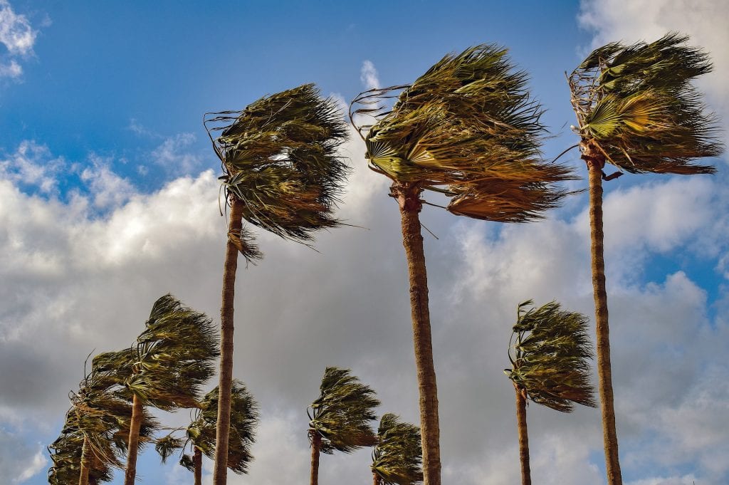 palm trees in storm