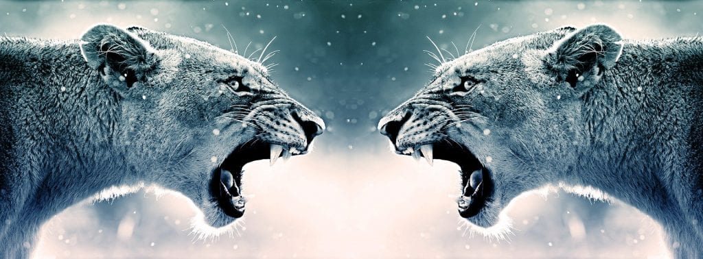 angry tigers