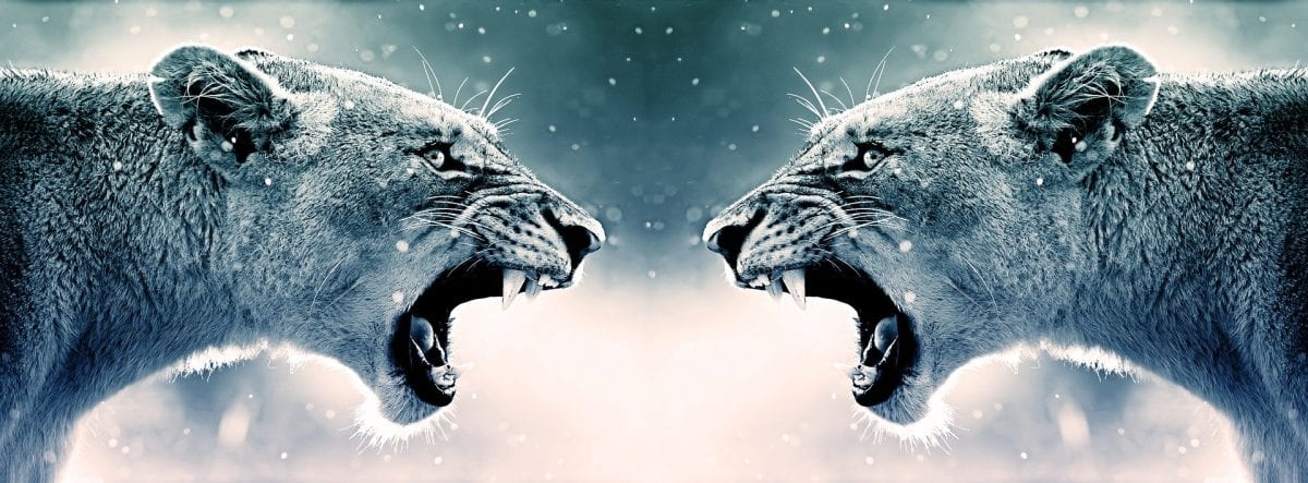 angry tigers