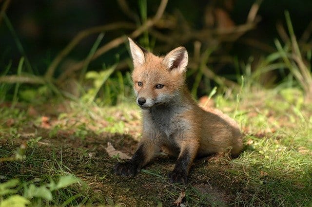 smart fox
