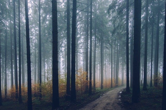 road in forest